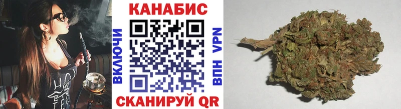 закладка  Курчатов  Каннабис индика 